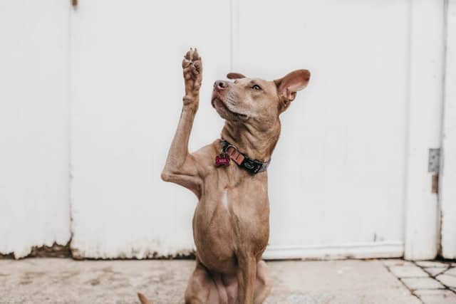 Perch Il Mio Cane Mi Lecca Sempre I Piedi Amico Peloso