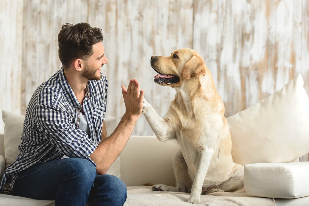come parlano i cani tra di loro