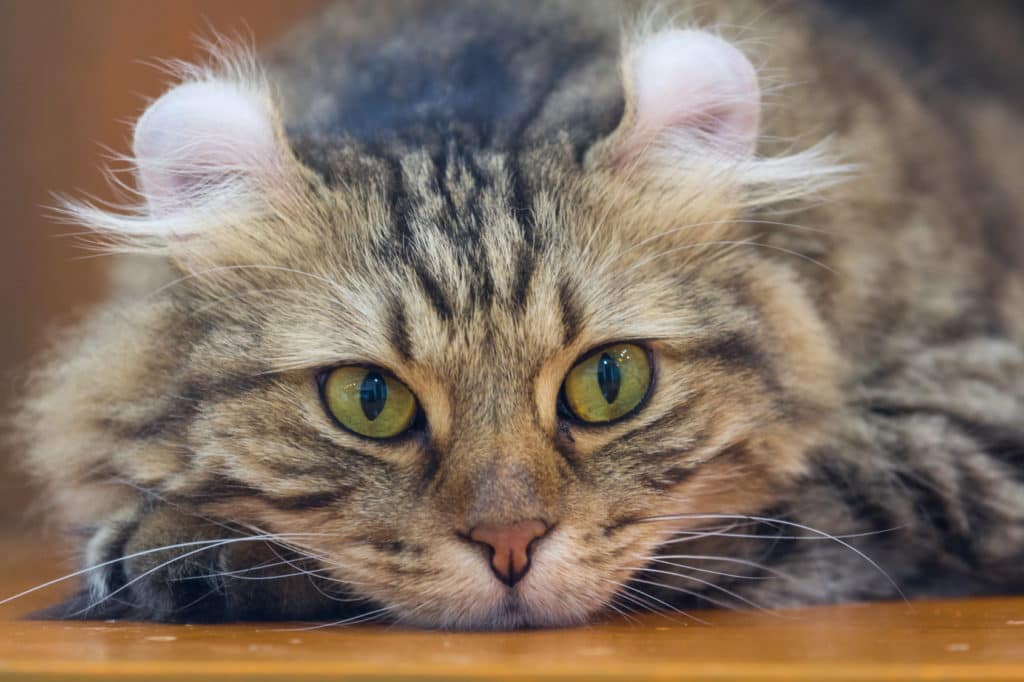 Gatto American Curl