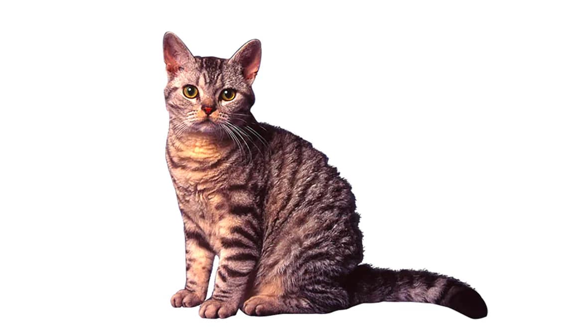 Il gatto Americano