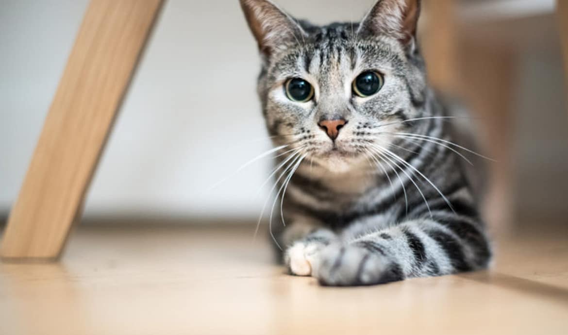 Il gatto Europeo