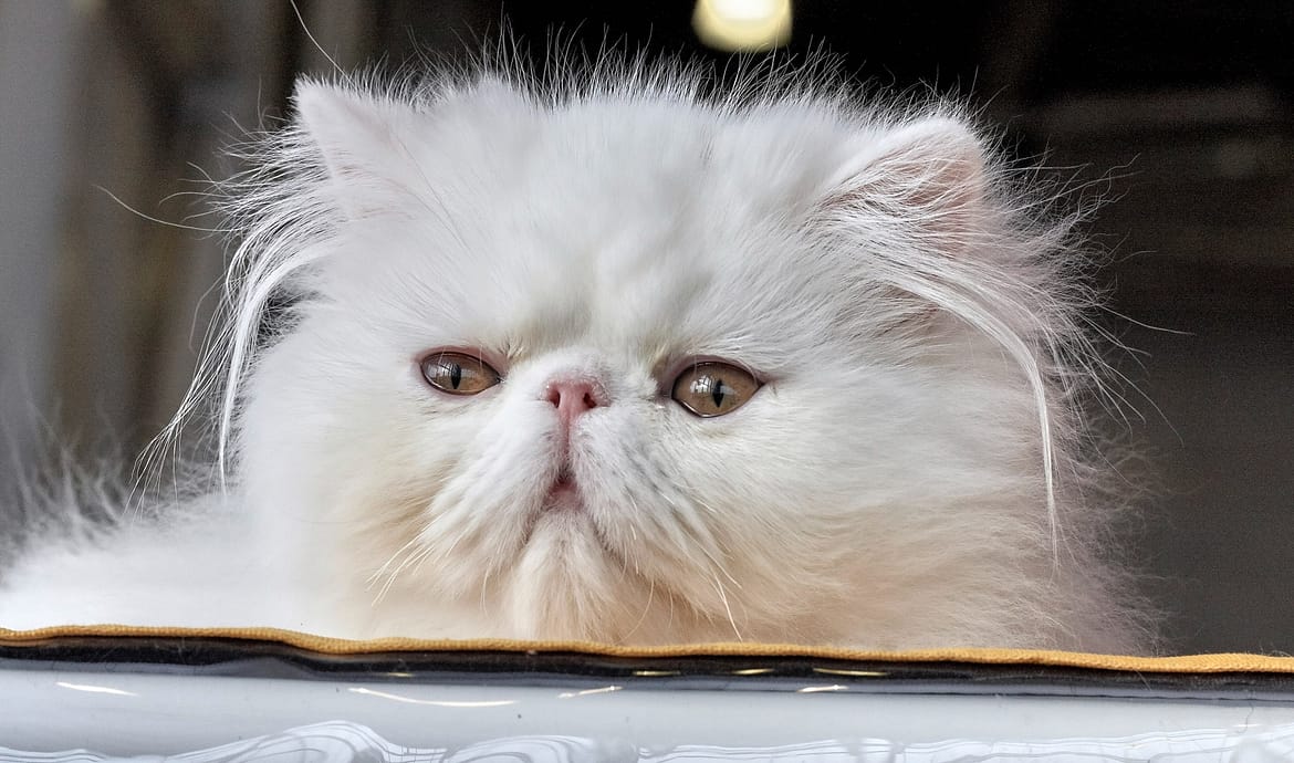 Il gatto persiano