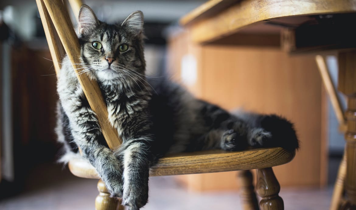 Stress nei gatti