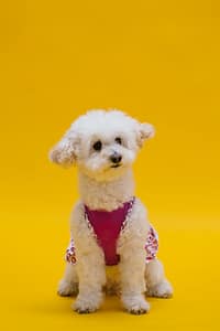 Qual è il cane più intelligente?