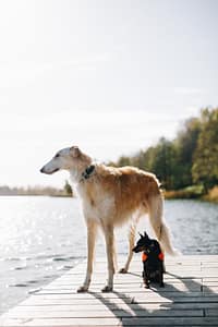 Levriero russo (Borzoi)