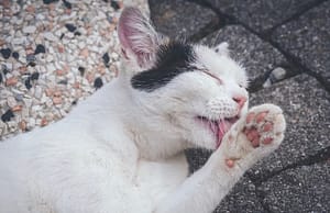 Boli di pelo nei gatti