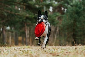 Boston terrier Boston terrier