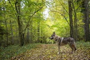 Cane lupo di Saarloos