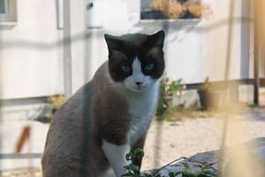 Il gatto delle ciaspole