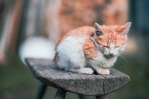 Quante ore dorme un gatto?
