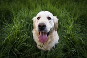 Filariosi canina