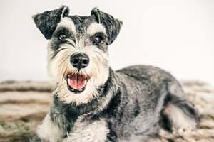 Scottish Terrier