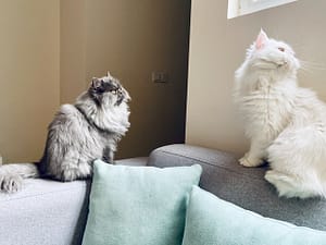 Il gatto persiano