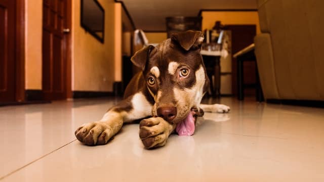 Il cane lecca per terra