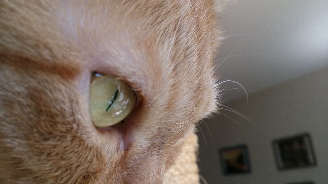Ipertiroidismo felino