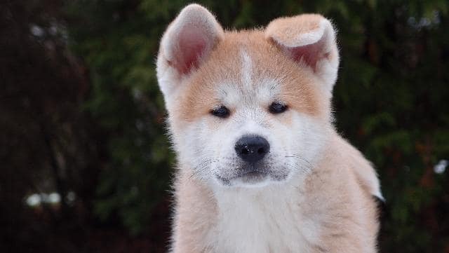 Akita Inu