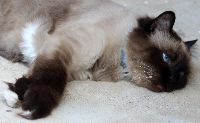 Il gatto Birmano