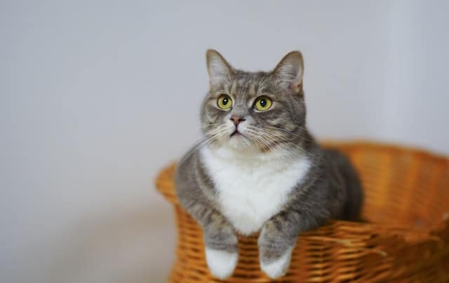 Diarrea nel gatto