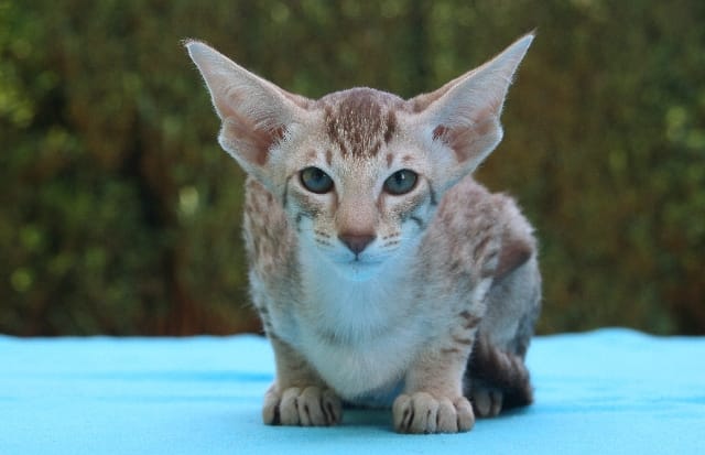 Gatto Oriental Shorthair