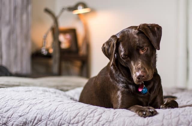 Differenze tra Labrador e Golden Retriever