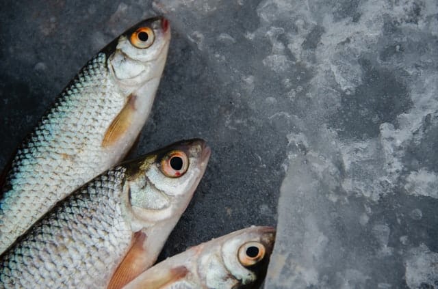 Il gatto e il pesce