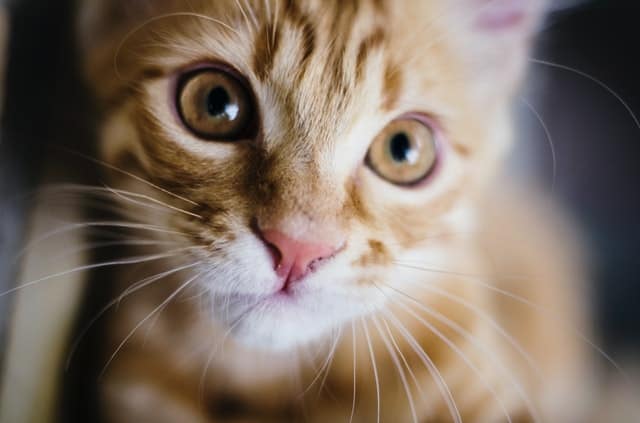 Frutta e verdura per gatti