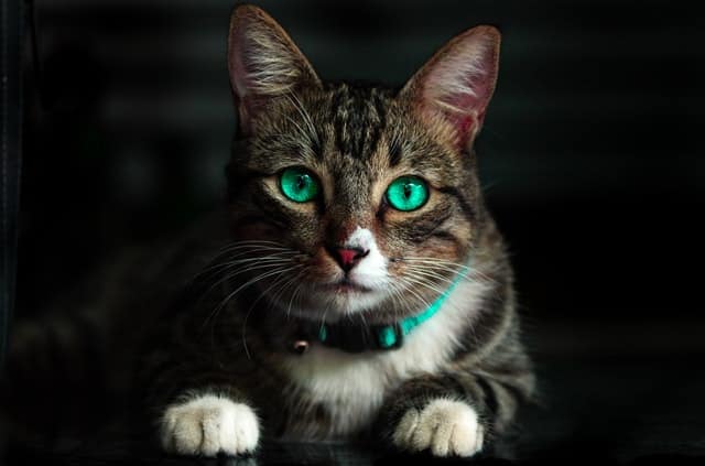 Gatti dal pelo grigio