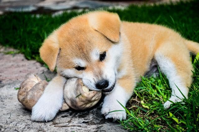 Akita Inu