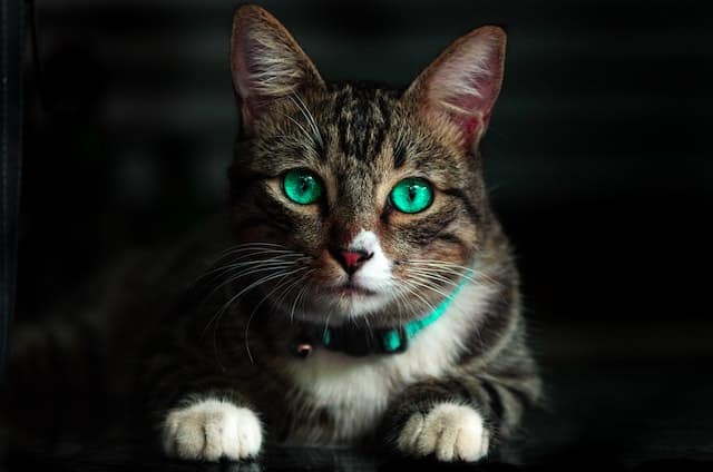 Sintomi di ansia nei gatti e come trattarla