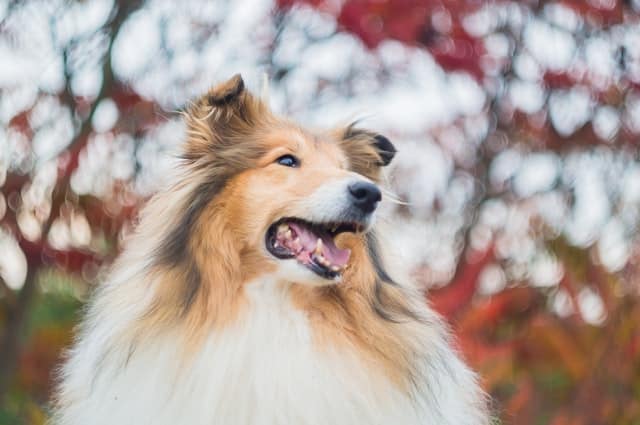 Personalità del cane