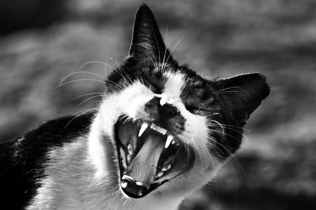 Come calmare un gatto aggressivo