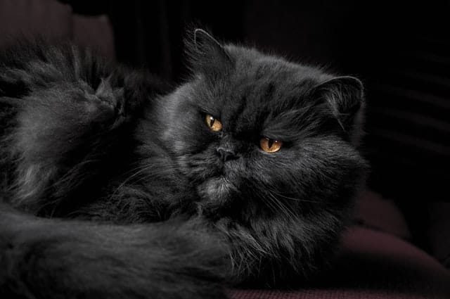 Malattie comuni del gatto persiano