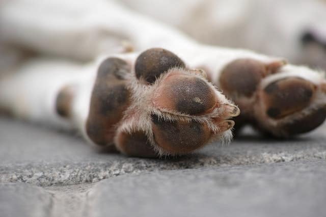 Perchè i cani non si fanno toccare le zampe