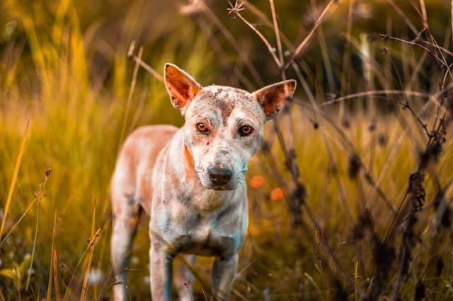 Chi maltratta gli animali?