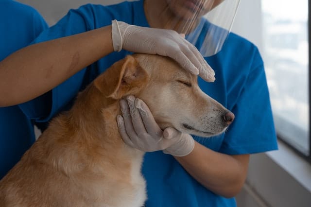 Come capire se un cane ha un tumore