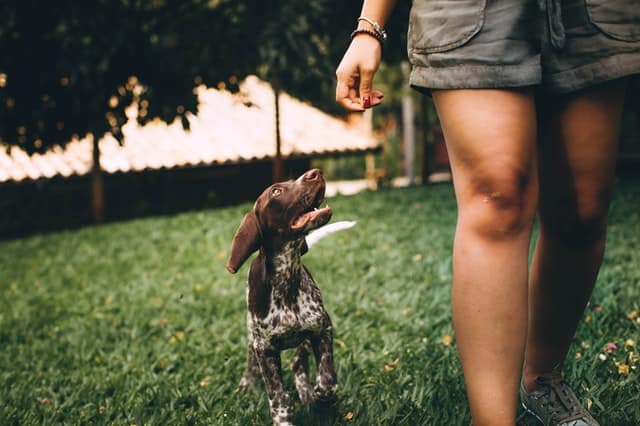 Come insegnare al cane a stare a casa da solo