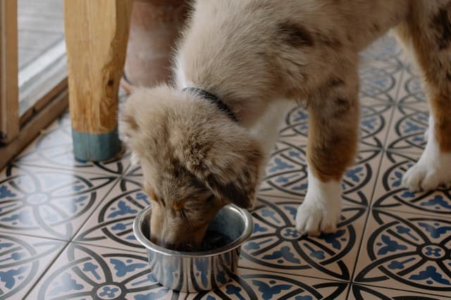 Quanto deve mangiare un cane al giorno?