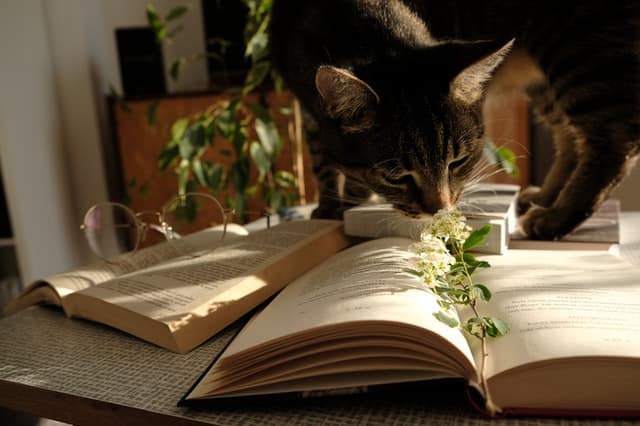 Piante velenose per gatti