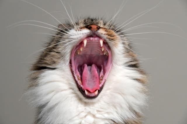 Alitosi nei gatti