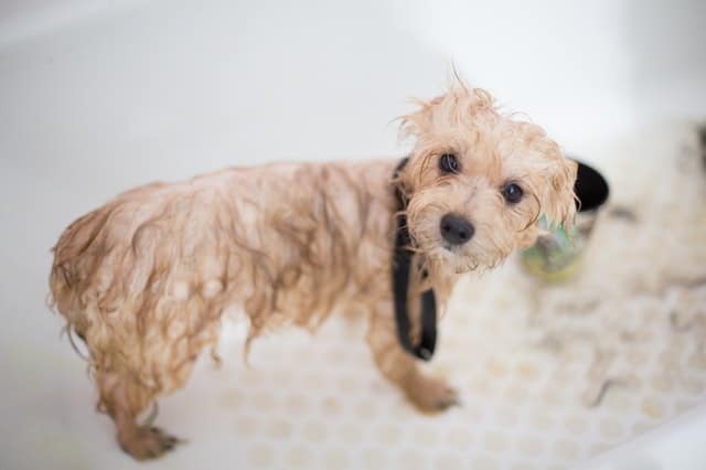 Come pulire un cane senza lavarlo?