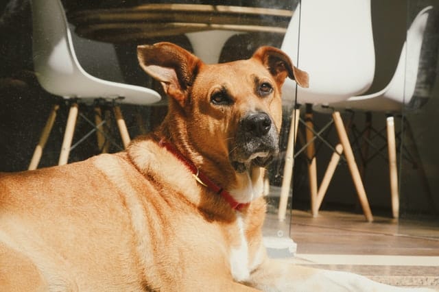 Il nostro cane sta sempre al sole, perchè?