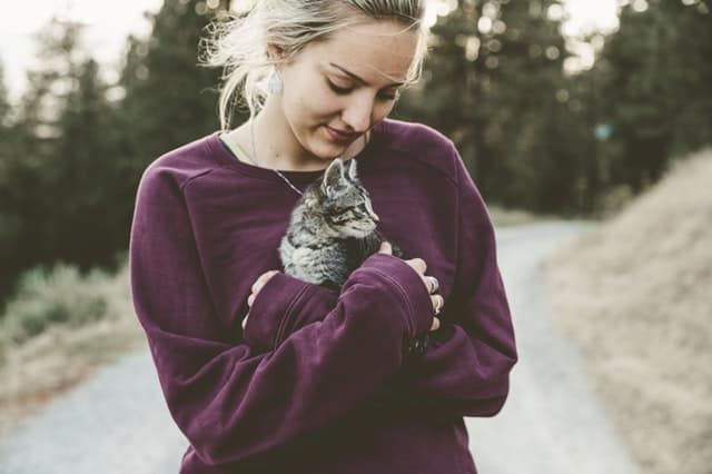 Come rendere docile un gatto