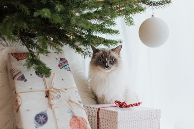 Gatto himalayano
