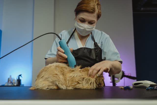 Gatto che perde molto pelo, perchè?
