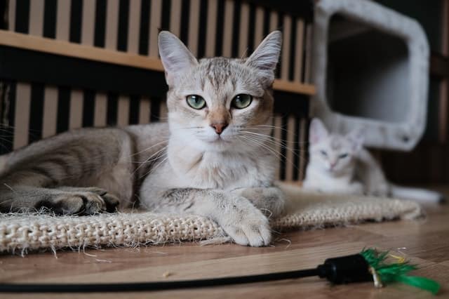 Il gatto e il pesce