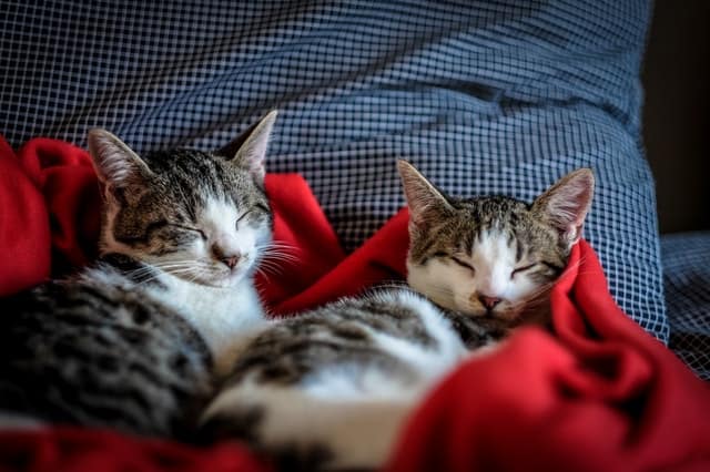 Cosa fanno i gatti quando sono soli?