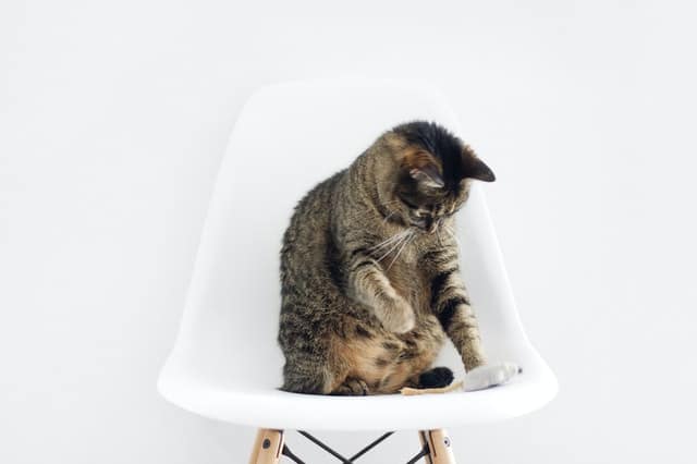 Gatto che fa i bisogni nel water