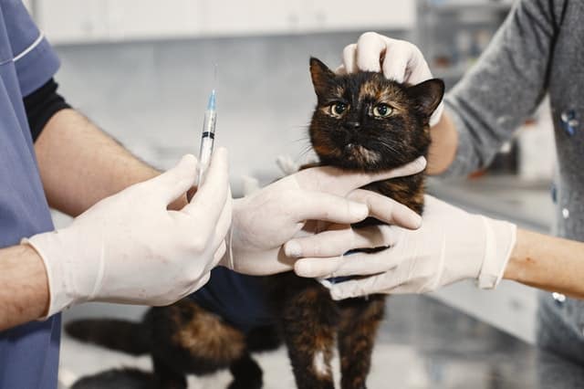 Malattie respiratorie gatti