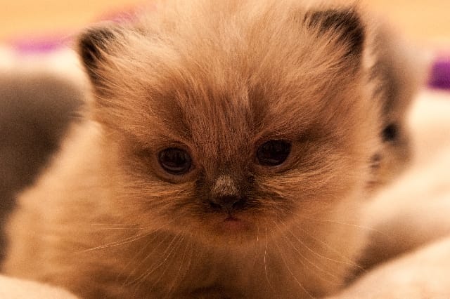 Come nutrire un cucciolo di gatto?