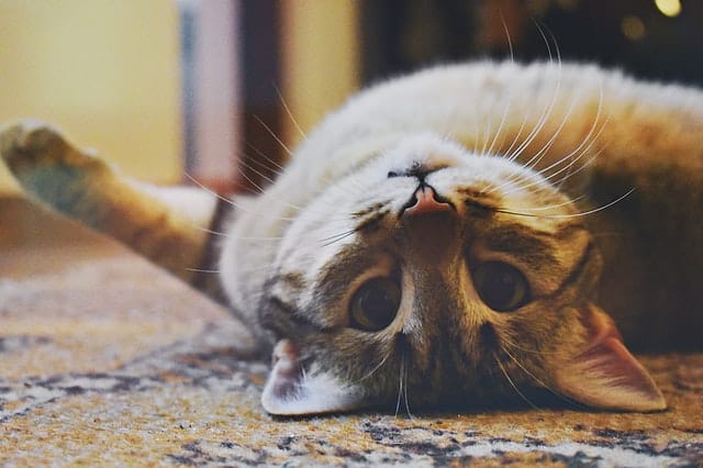 Come nutrire un gatto